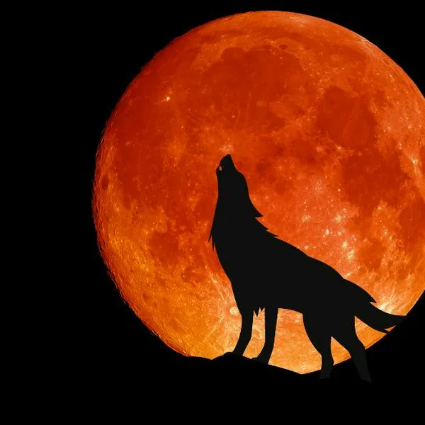 Es importante destacar que los eclipses lunares, en general, no tienen un impacto directo significativo en perros y gatos. 