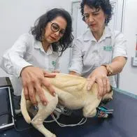 Crean el primer perro robot en Colombia con cuerpo de otro fallecido