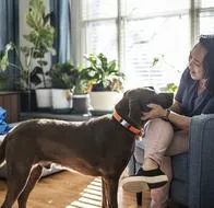 Colombianos optarían por un seguro a sus mascotas antes que a sus parejas, según encuesta de Fincomercio