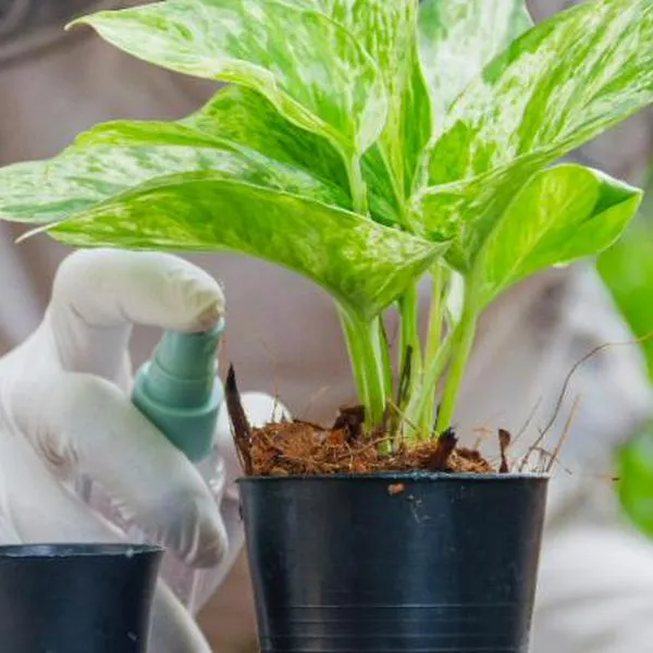 ¿Sabe cómo cuidar de sus plantas? Conozca el líquido "milagroso" que las mantendrá hermosas