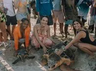 En Isla Fuerte fueron liberadas 22 tortugas marinas