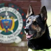 Policía Nacional dispondrá de perros para detectar dinero que se podría utilizar para compra de votos el próximo 29 de octubre en las elecciones regionales.