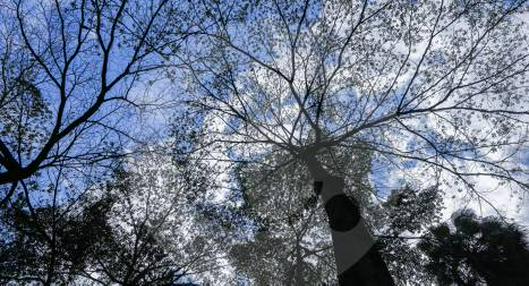 La importancia de las hojas de los árboles para almacenar dióxido de carbono