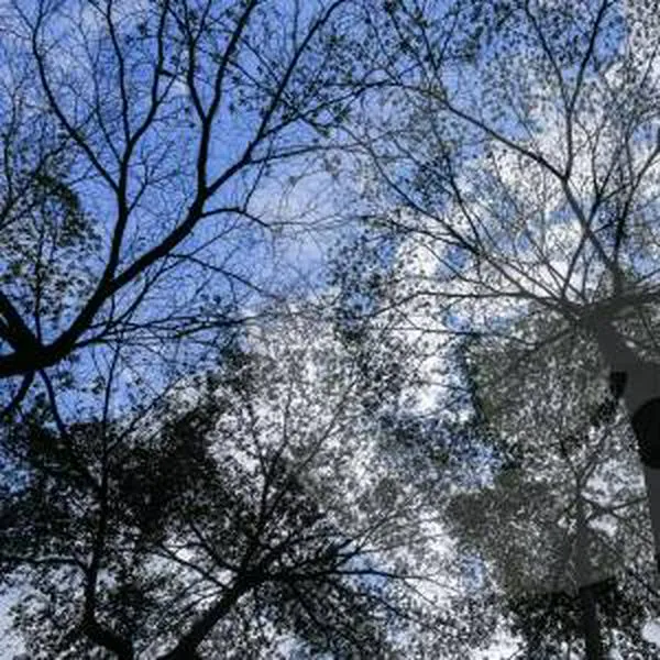La importancia de las hojas de los árboles para almacenar dióxido de carbono