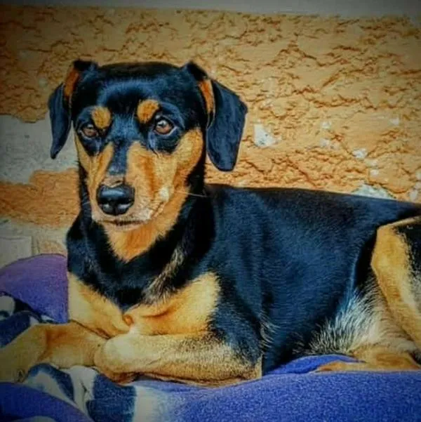 Luna  tiene un raspón en la nariz y una herida en la pierna izquierda con varios puntos de sutura. 
