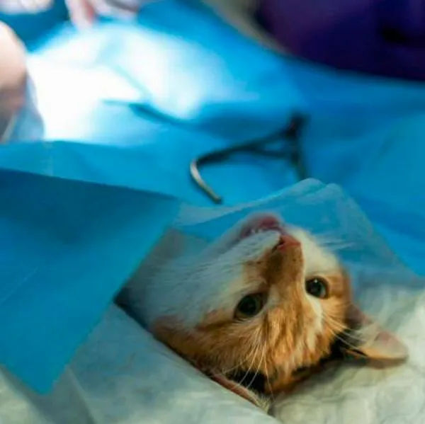 Gato esterilizado. En relación con jornadas que habrá en Antioquia.