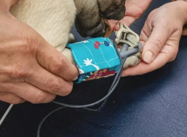 En Colombia, investigadores crearon el primer perro robot, servirá en un futuro para estudios veterinarios
