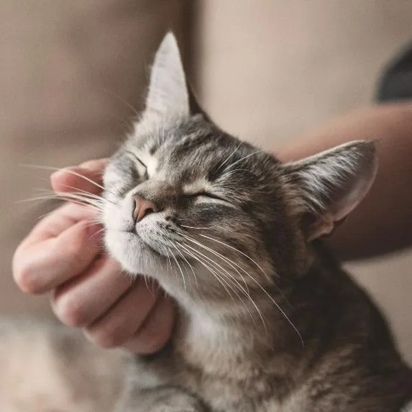 Los gatos cada vez más son aceptados como mascotas, debido a su belleza y facilidad de cuidado en lugares más pequeños que los perros. 