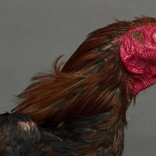 Los gallos, al parecer, podrían reconocer su reflejo