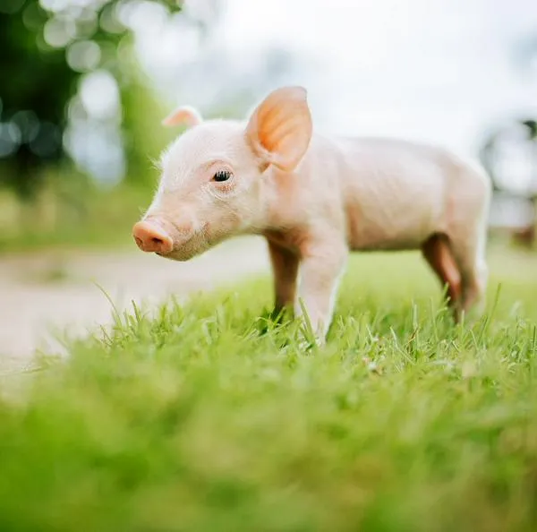Los 'mini pig' se caracterizan por tener un promedio de vida de 12 a 15 años.