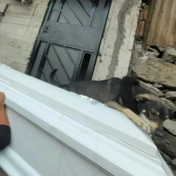 Un video que se ha vuelto viral por mostrar a perro en el funeral de su dueño.
