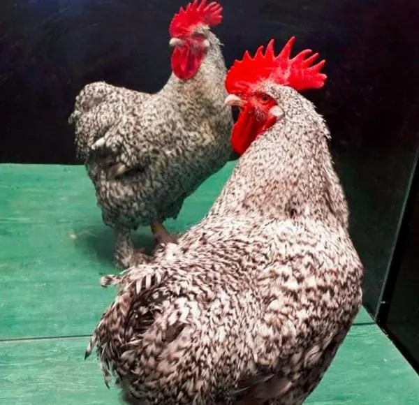 Científicos comprobaron que los gallos son capaces de reconocerse animismos