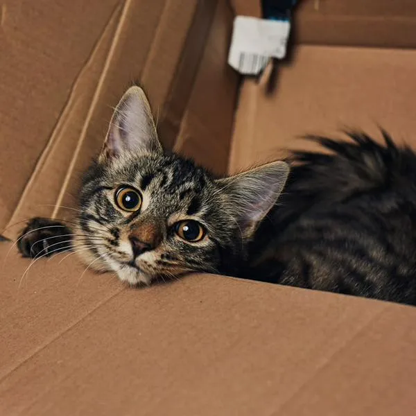 ¿Es posible educar a un gato?