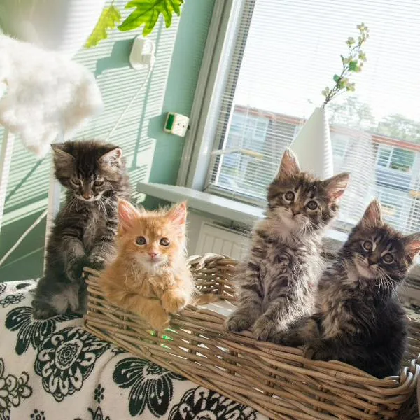  Tener cinco a más gatos en casa implica establecer rutinas de alimentación exclusivas para ellos, procurando que todos coman a la misma hora.
