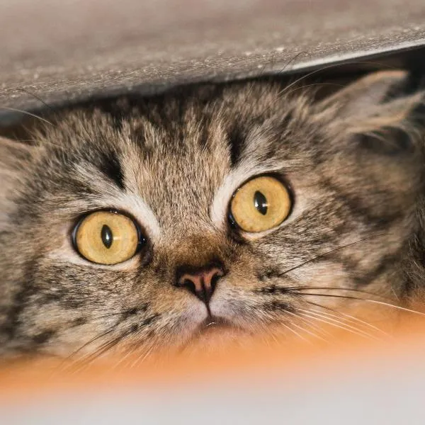 Aquí se detallan una serie de pasos que podrían ayudarle a recuperar a su gato.
