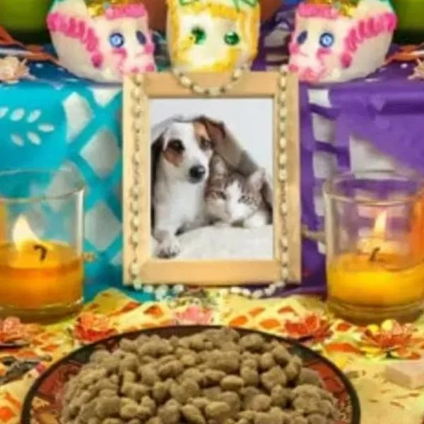 Un 'angelito' en el cielo: Así puede hacerle un altar a su mascota en el Día de los Muertos