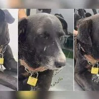Video: Perrito fue rescatado mientras deambulaba en las calles con una cadena al cuello.