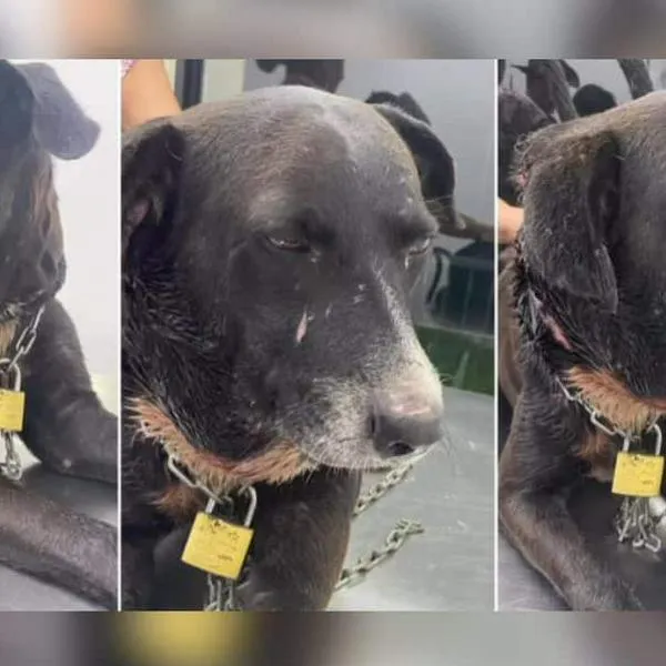 Video: Perrito fue rescatado mientras deambulaba en las calles con una cadena al cuello.