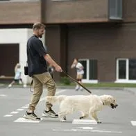 Ley dice que no le puede prohibir tener mascotas, pero sí pueden multarlo por varias razones.