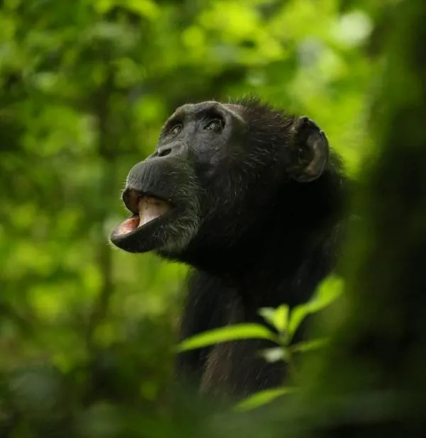 Estudios descubrieron que las chimpancés tienen menopausia como las mujeres