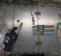 Científicos enviaron embriones de ratón al espacio; serán cultivados