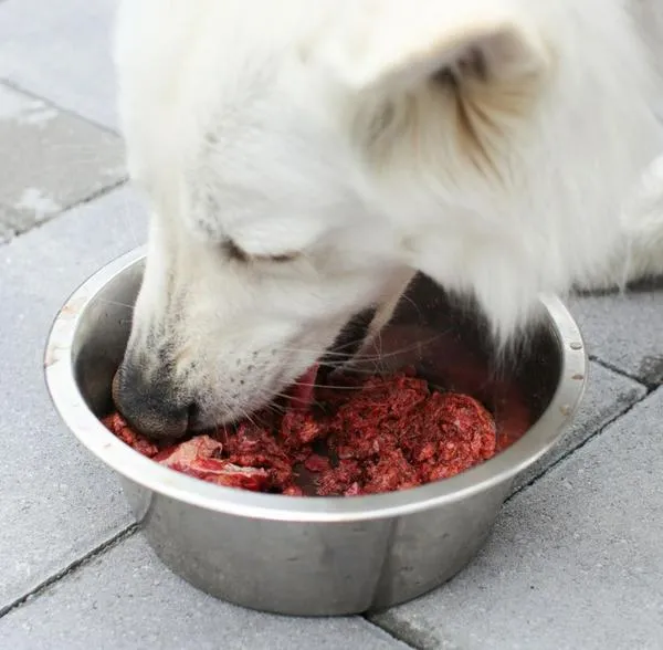 ¿Le puedo dar carne a mi perro? Proporciones adecuadas, frecuencia correcta y cómo prepararla para que no le haga daño.