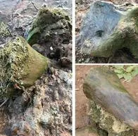 Una niña encontró restos de un mamut que se habría extinguido hace 100.000 años.