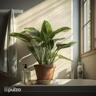 Cuáles son las plantas que son aptas para el baño y que se adaptan a la humedad: 6 diferentes opciones que se pueden poner en este espacio.