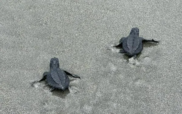 Aletas al agua: 500 tortugas marinas bebés fueron liberadas en el Pacífico