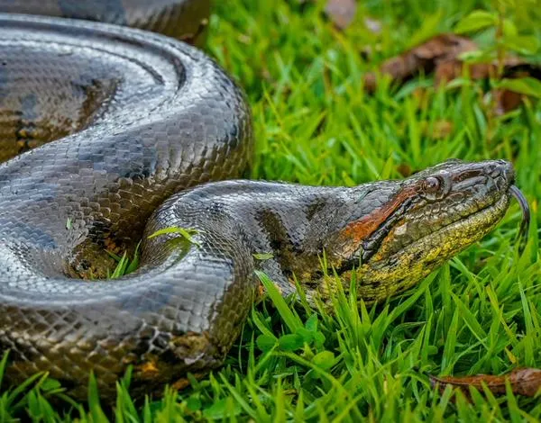 Sacan una anaconda de cuatro metros en una finca del Meta