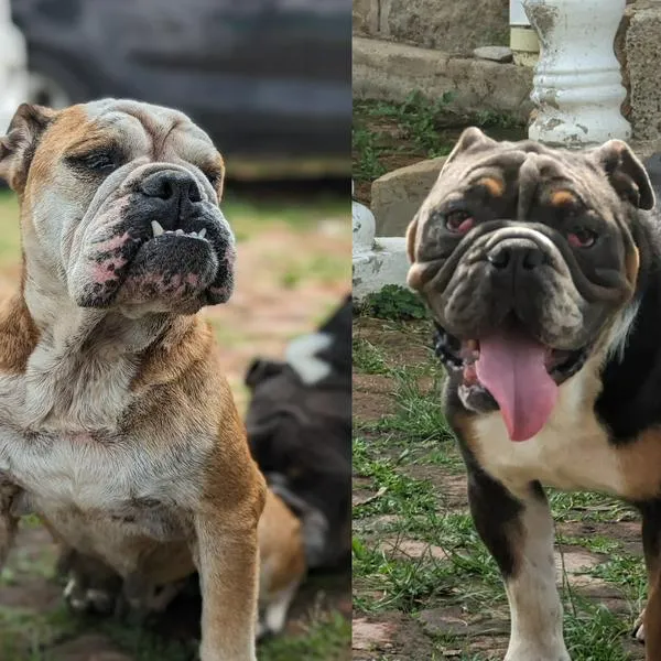 Uno de los bulldogs franceses necesita una cirugía en su párpado. 