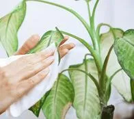 Cómo limpiar las hojas de las plantas y dejarlas brillantes: truco fácil, rápido y muy efectivo utilizando solamente cerveza.
