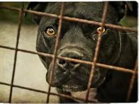 Un perro mató a una niña de 2 años en un Hogar Infantil de Villamaría, Caldas