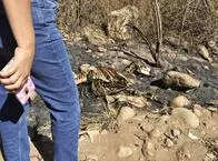Hallan restos óseos de caballo en una vivienda al sur de Valledupar