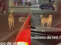 Perrito conmueve a las redes al pedir dinero en un semáforo: un acto de ternura insuperable
