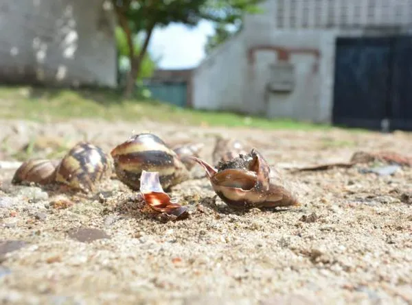 Presencia de caracoles africanos tiene preocupada a la comunidad del callejón Concha Moreno de Valledupar 