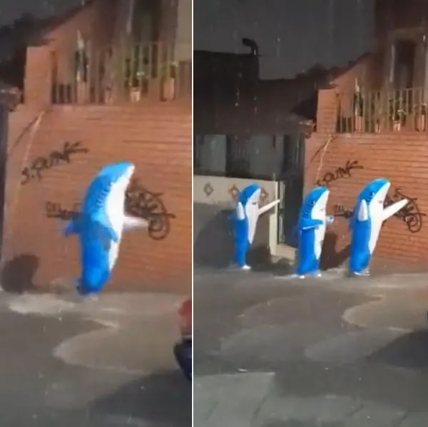 Tiburones en Medellín caminaron bajo aguacero y video se hizo viral.