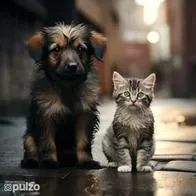 Haga esta oración para pedir por el regreso de un perro o gato perdido. Pronto estará de regreso en su hogar, sano y salvo, usted tendrá tranquilidad y paz.