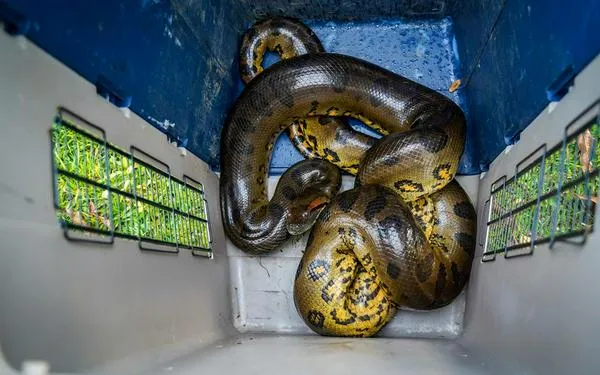 Piden protección para anaconda de 4 metros que se está "comiendo animales" en el Meta