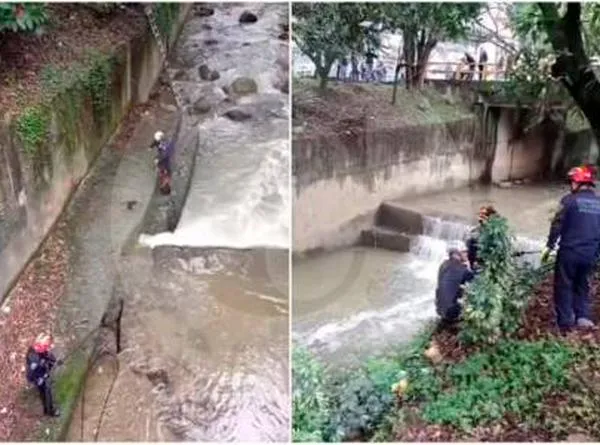 Video | “Metió la pata”: un pato quedó atrapado en canalización y no han podido rescatarlo