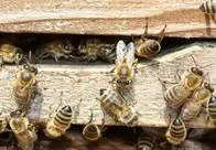 Adulto mayor casi muere por un ataque de abejas en Ibagué; le picaron la cara