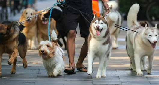 El paseador de perros recoge al perro en la casa del cliente y lo lleva a caminar, generalmente en áreas designadas como parques o zonas al aire libre.