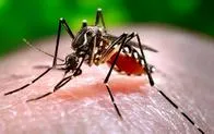Contagios por dengue en el Cesar siguen en aumento: ya van 4.102 casos