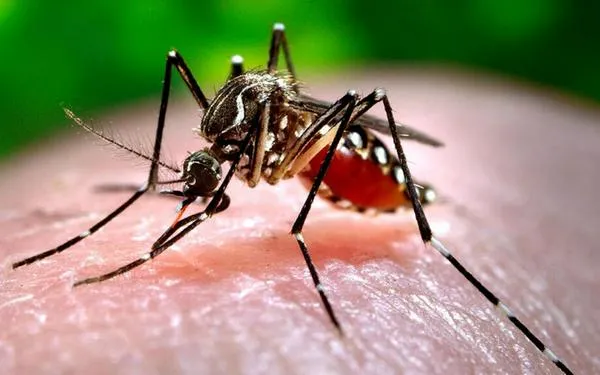 Contagios por dengue en el Cesar siguen en aumento: ya van 4.102 casos