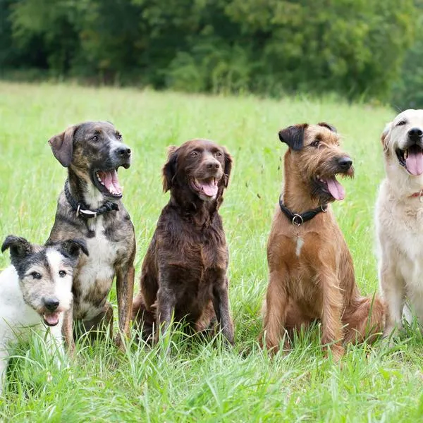 Las 5 razas de perros que menos viven y las 5 que más