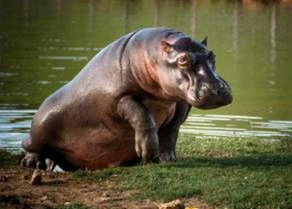 Minambiente comenzará a esterilizar hipopótamos, pese a recomendaciones científicas  