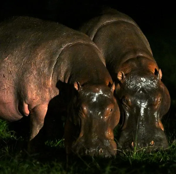 Algunos de los hipopótamos de Pablo Escobar sí serán sometidos a la eutanasia
