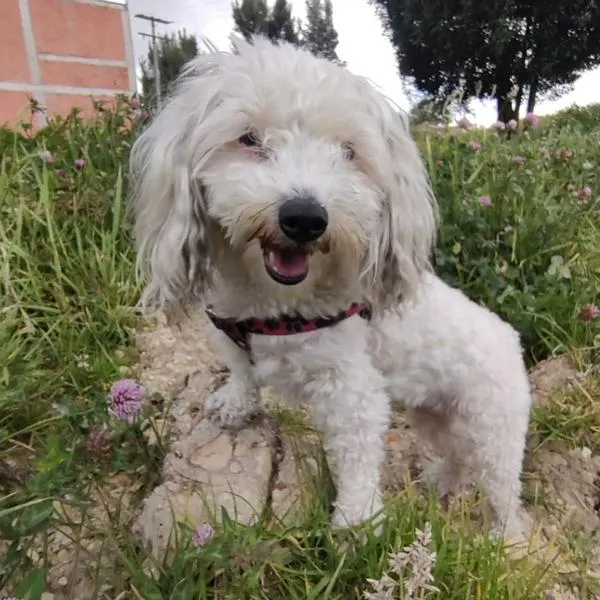 Sammy está desaparecida luego de que robaran la camioneta donde se encontraba.