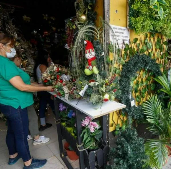 Vendedores de árboles de Navidad en Colombia esperan ganancias por más de $ 380.000 millones este año. Ya tienen los productos listos. 