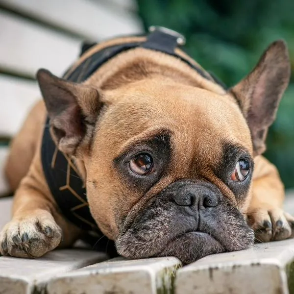  Bulldog francés con ojos tristes mirando hacia arriba acostado en el banco blanco. / Getty Images.